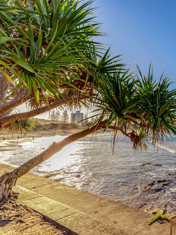Alexandra Headland Real Estate